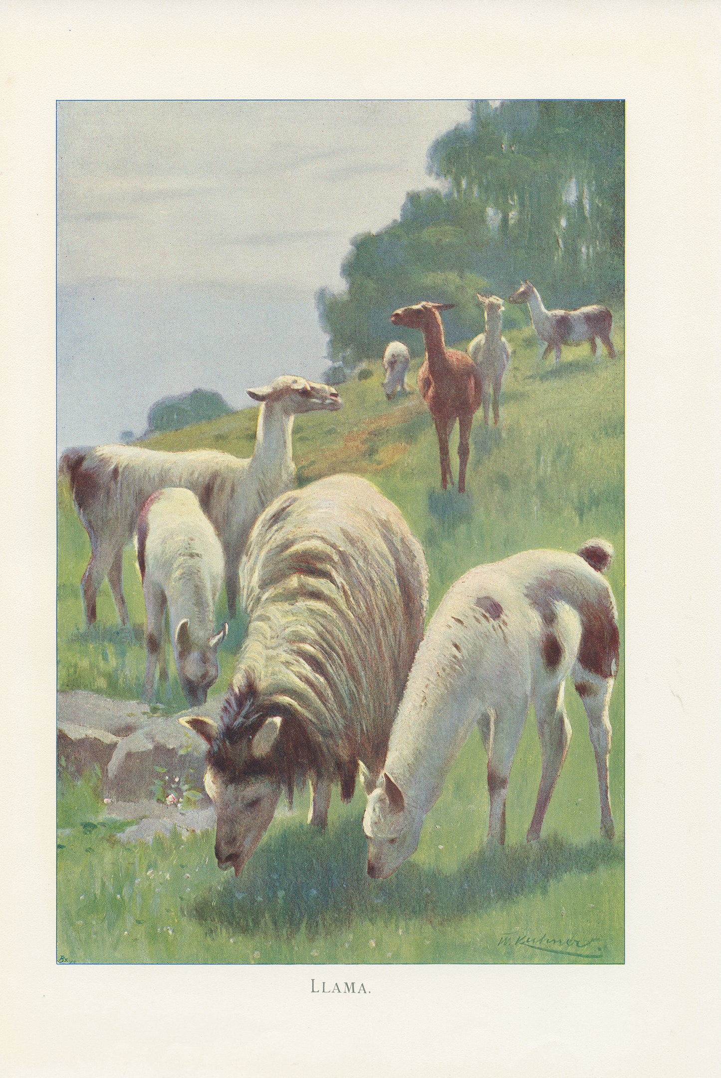 1916 Antique Llama print
