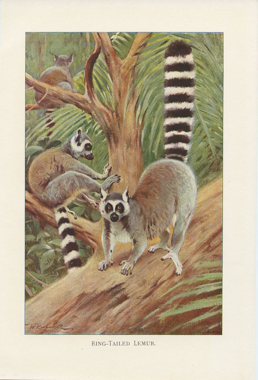 1926 Ring Tailed Lemur Print - Lydekker