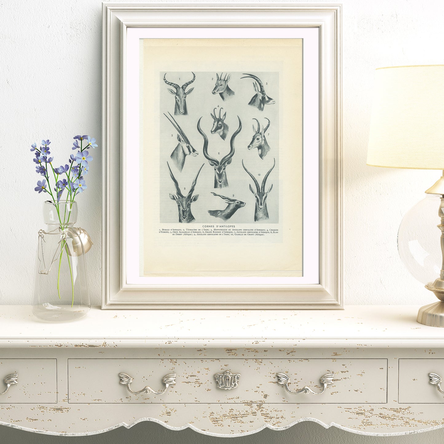 1949 Illustration de cornes d'antilopes