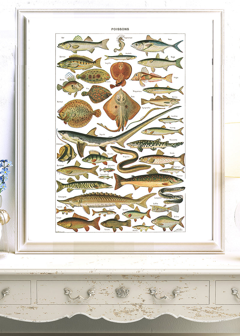 Large Fish Species Chart Poster by Adolphe Millot