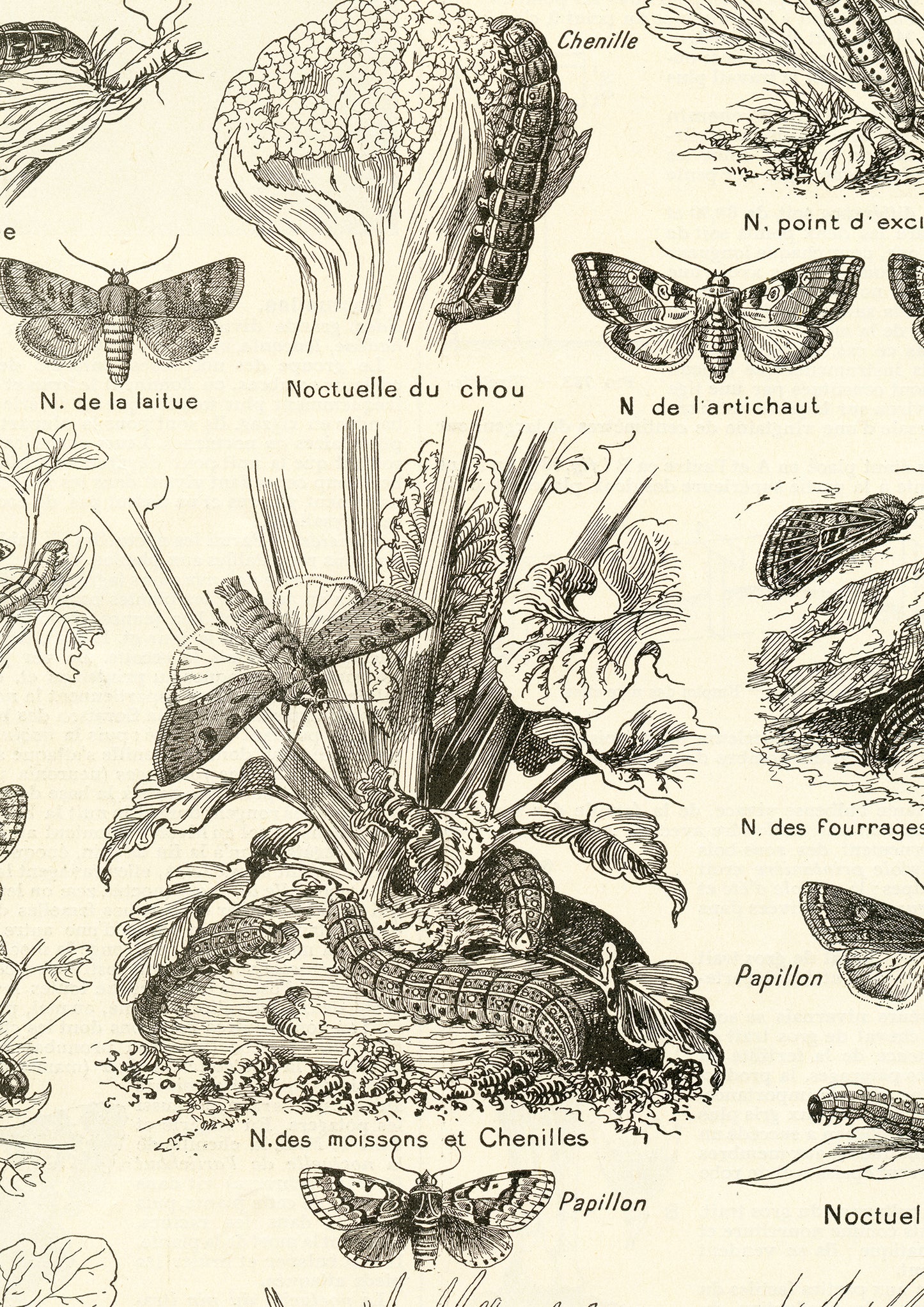 1921 Antique Looper moths insects print