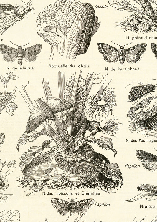 1921 Antique Looper moths insects print