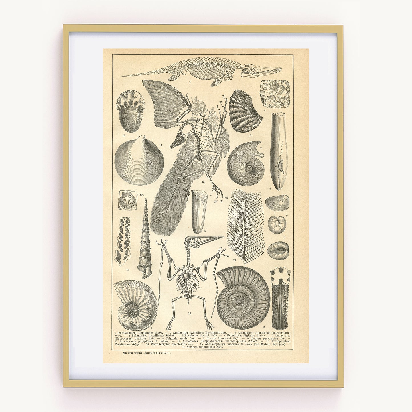 1890 Antique German Beetles Print
