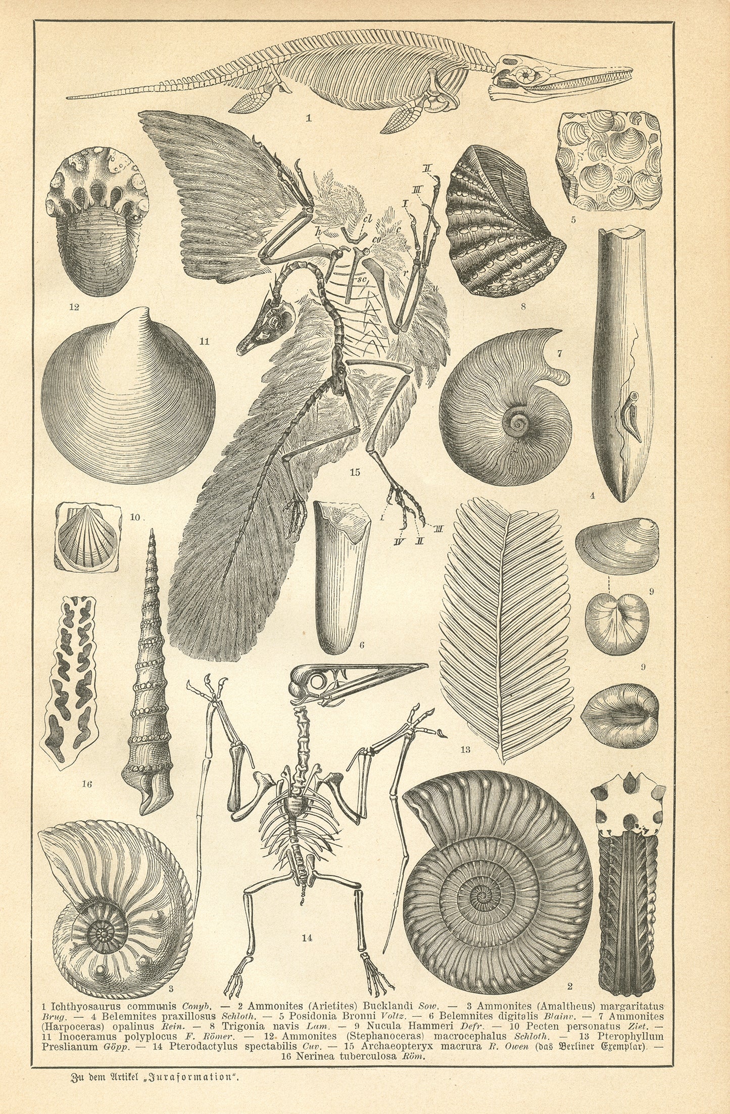1890 Antique German Beetles Print
