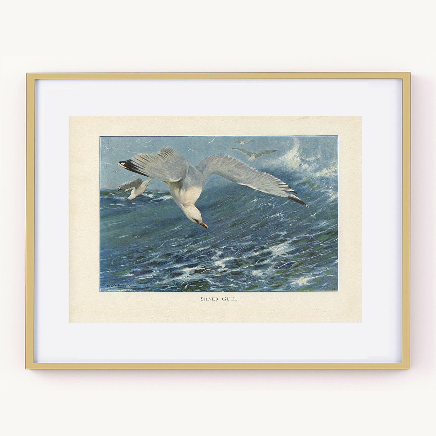 1916 Antique Silver Gull Print by Richard Lydekker