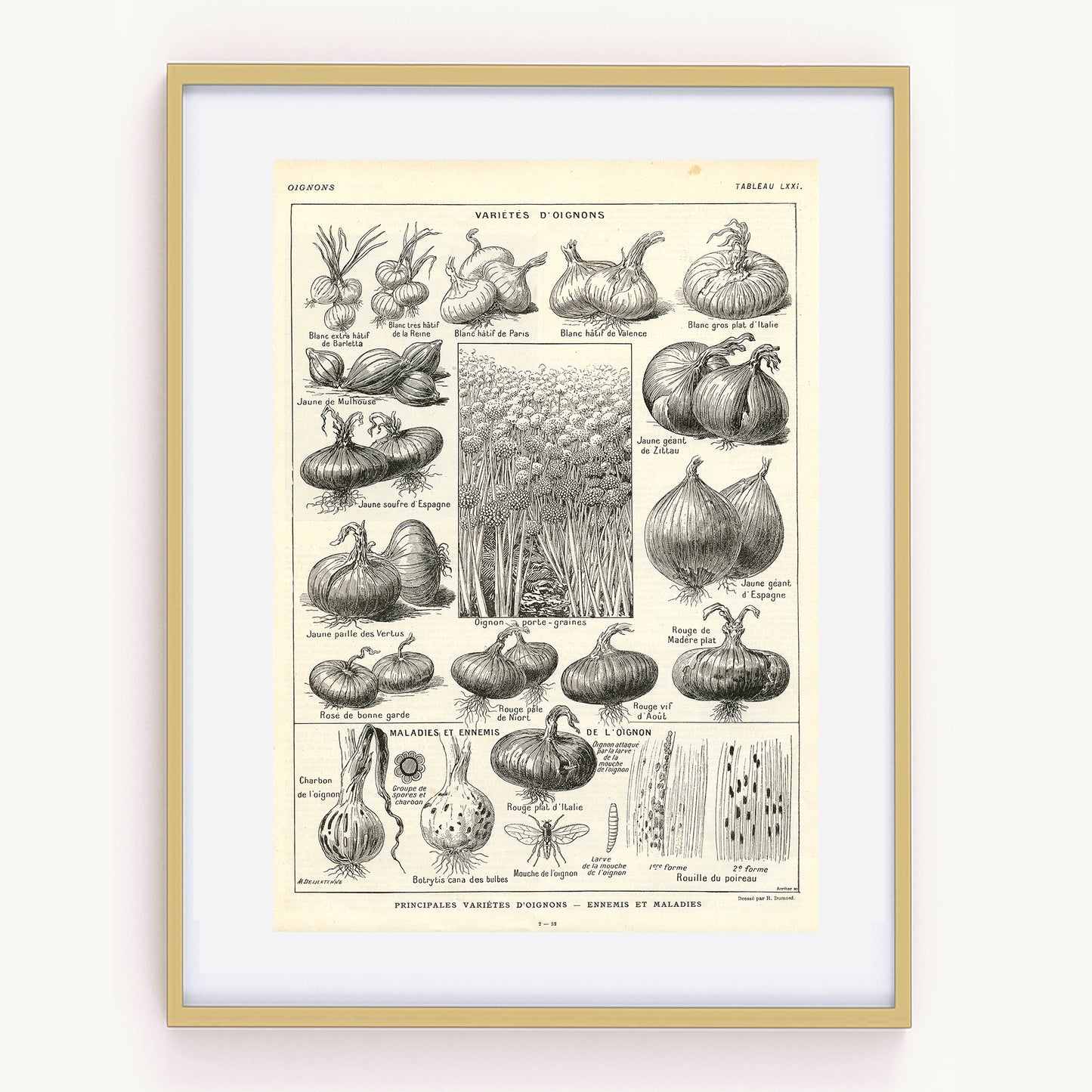 Grande Affiche Botanique d'Oignons