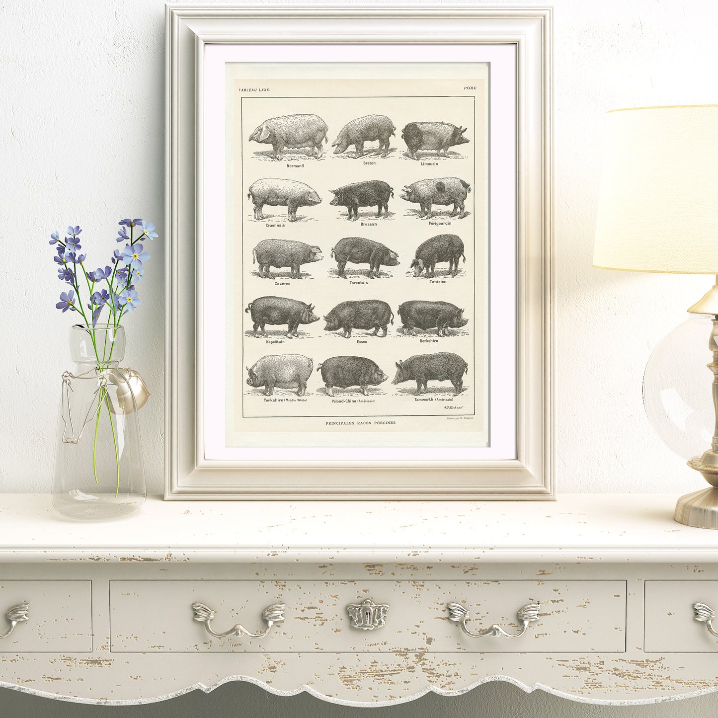 Antique French Pigs Breeds Chart