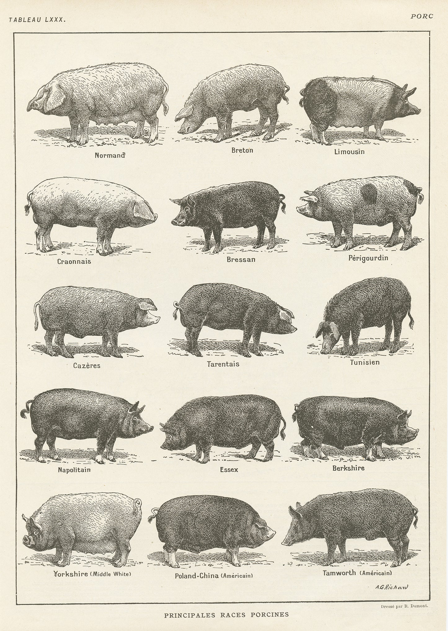 Antique French Pigs Breeds Chart