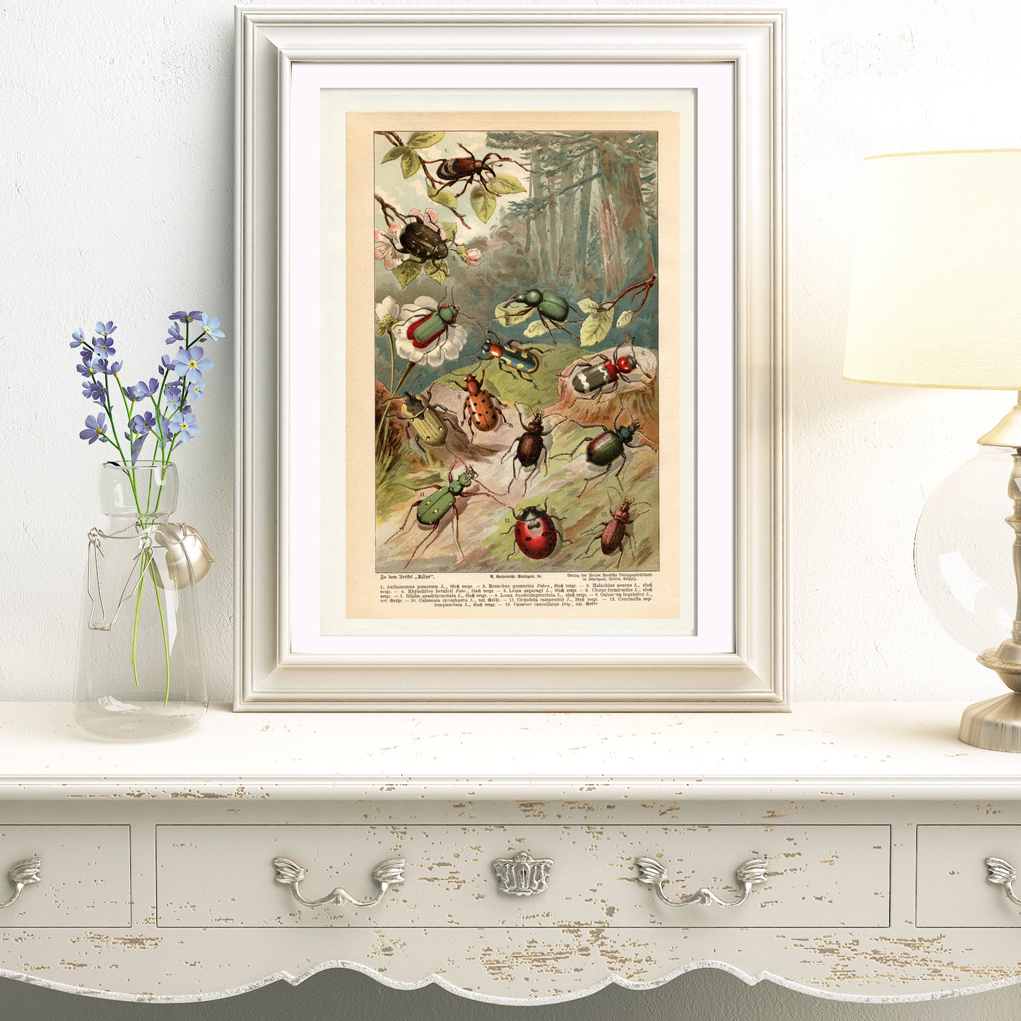 1890 Antique German Beetles Print