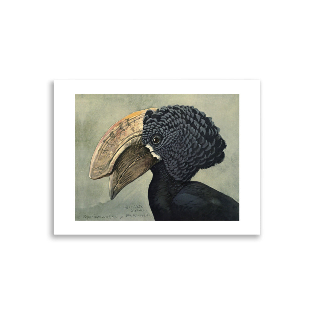 Crested Hornbill Poster by Louis Agassiz Fuertes