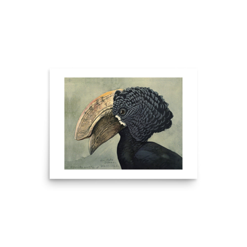 Crested Hornbill Poster by Louis Agassiz Fuertes