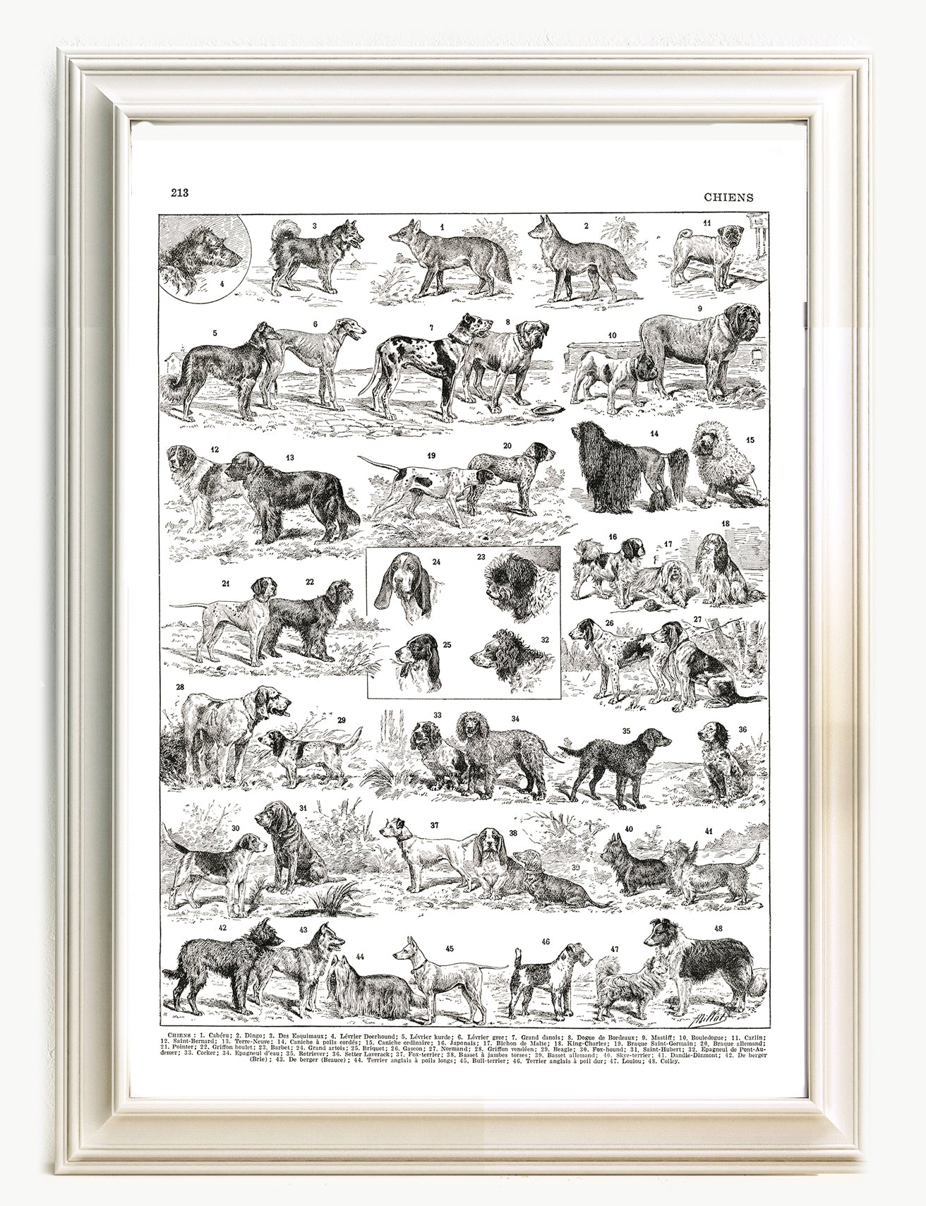 Black and white dog breeds chart