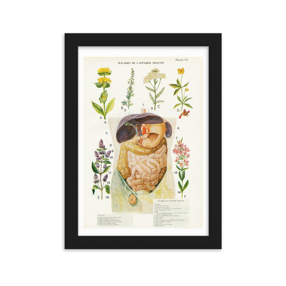 Affiche d'anatomie A4 avec cadre en bois - Digestion & plantes