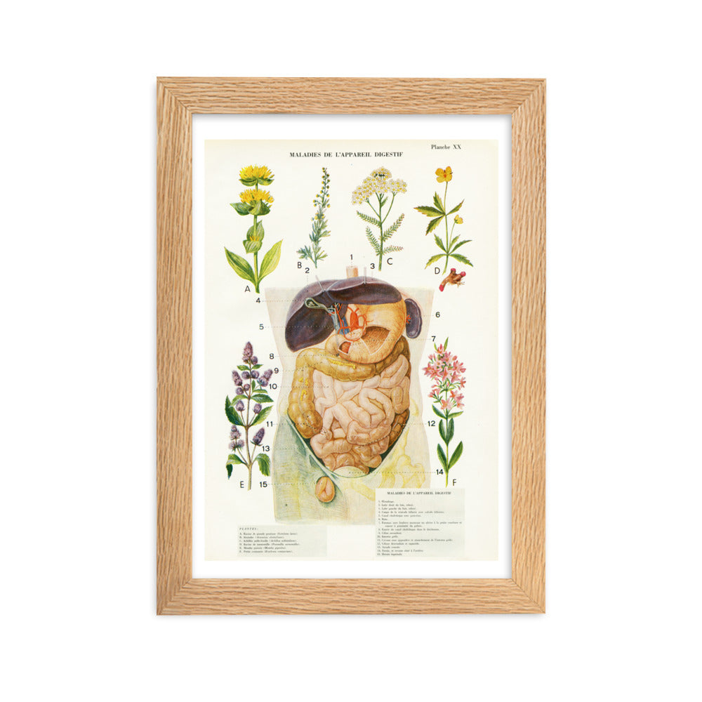 Affiche d'anatomie A4 avec cadre en bois - Digestion & plantes