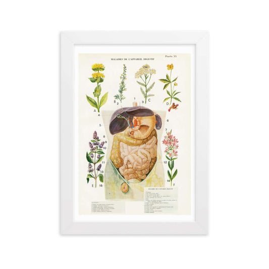 Framed A4 Vintage digestive system anatomy reprint from 1950
