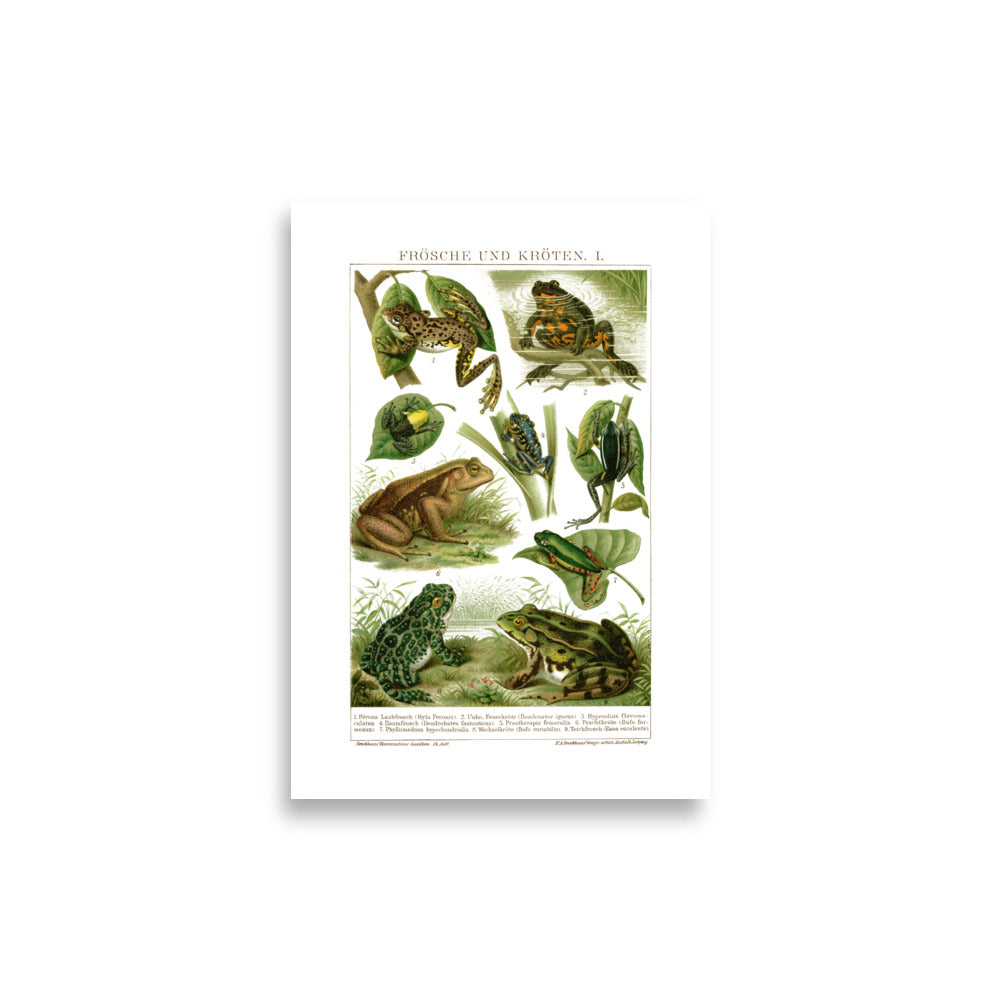 Large Frogs & Toads Poster