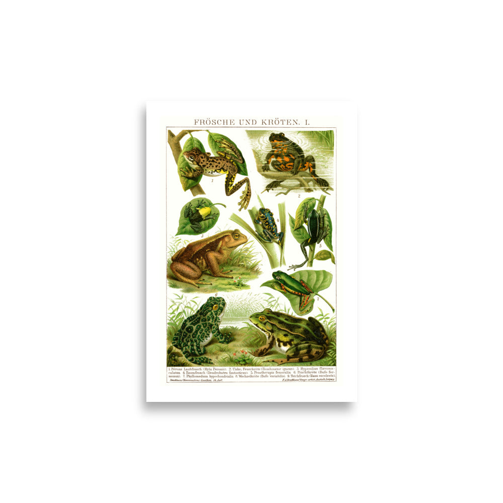 Large Frogs & Toads Poster
