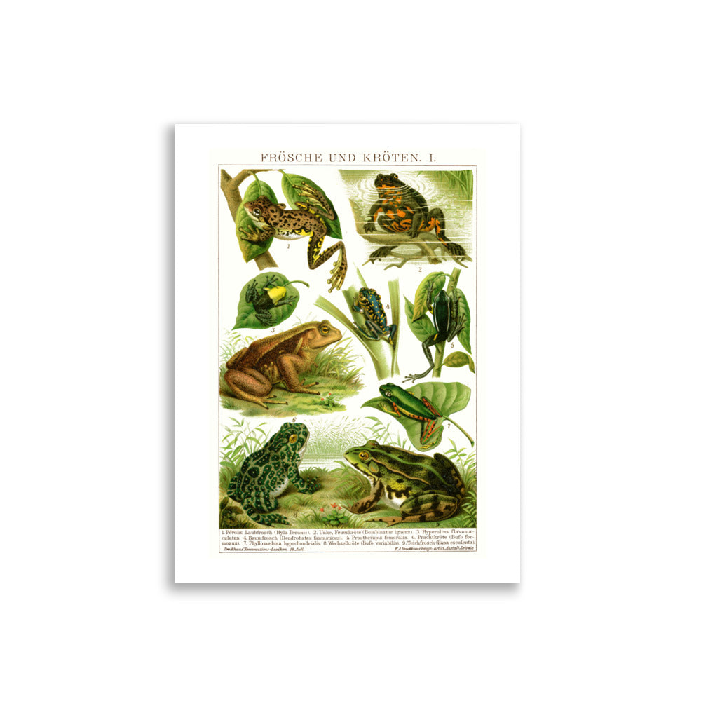 Large Frogs & Toads Poster