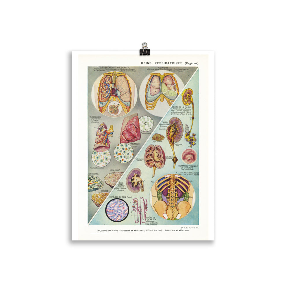 Large lungs and kidney medical anatomy poster