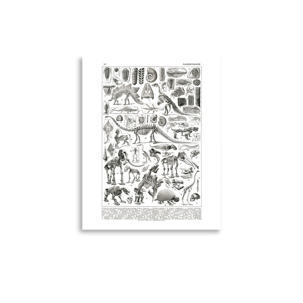 Large Paleontology Poster - Prehistory / Dinosaurs