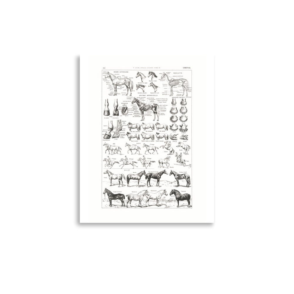Large Horse Poster- Pure White Background
