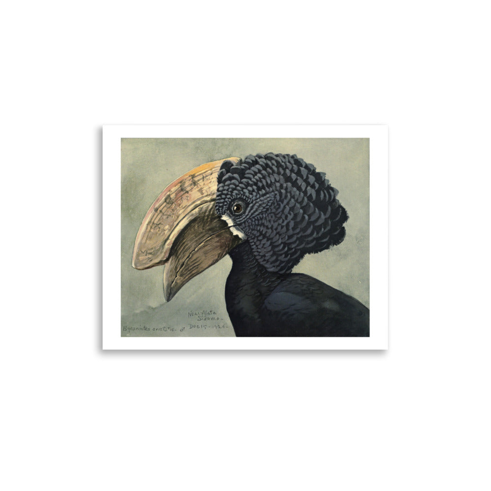 Crested Hornbill Poster by Louis Agassiz Fuertes