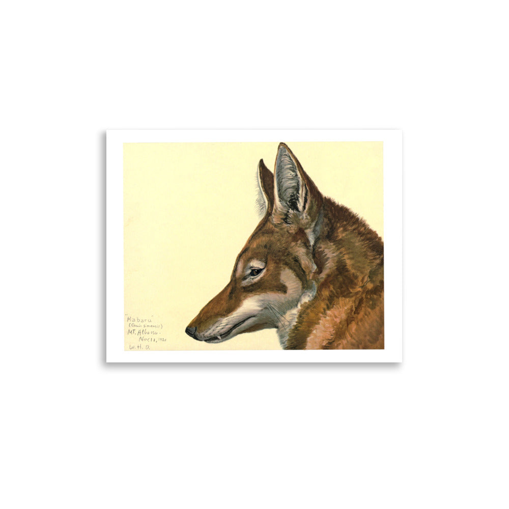 Ethiopian Wolf Poster by Louis Agassiz Fuertes