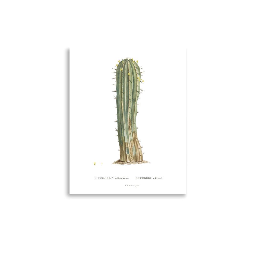 Euphorbia Officinarum Succulent Botanical Poster by Redouté