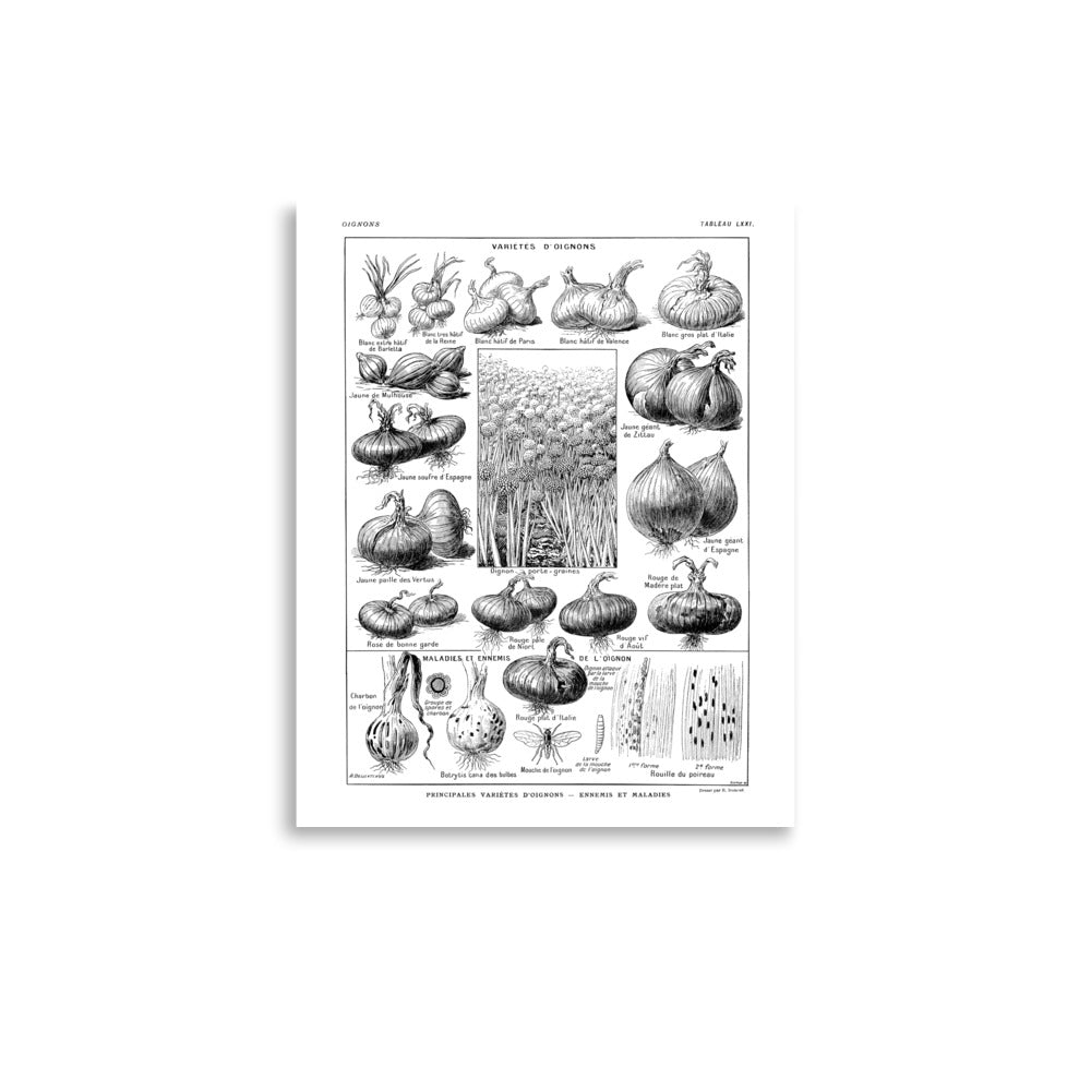 Grande Affiche Botanique d'Oignons