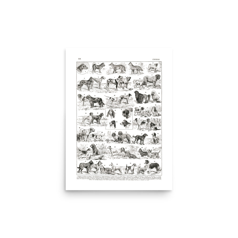 Black and white dog breeds chart