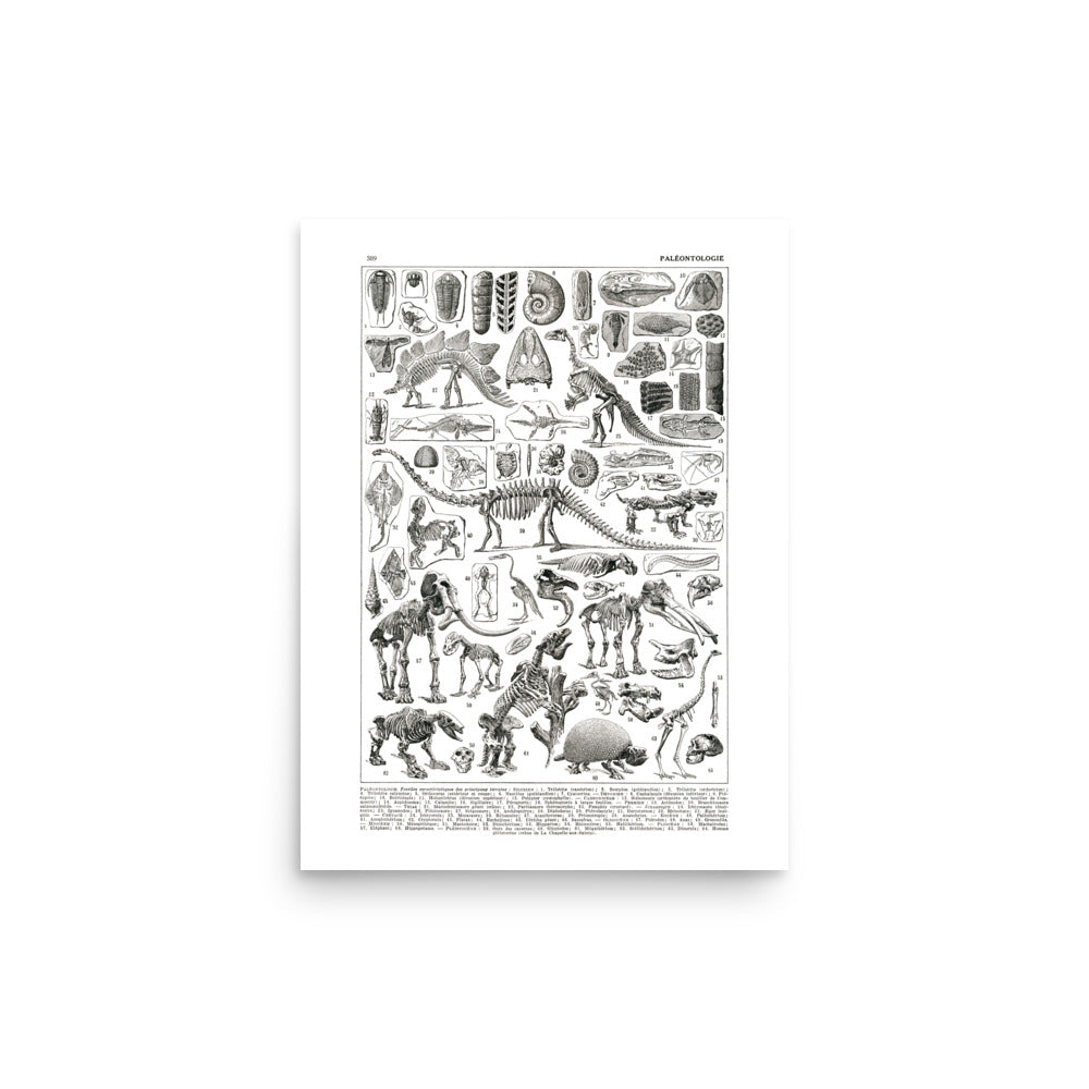 Large Paleontology Poster - Prehistory / Dinosaurs