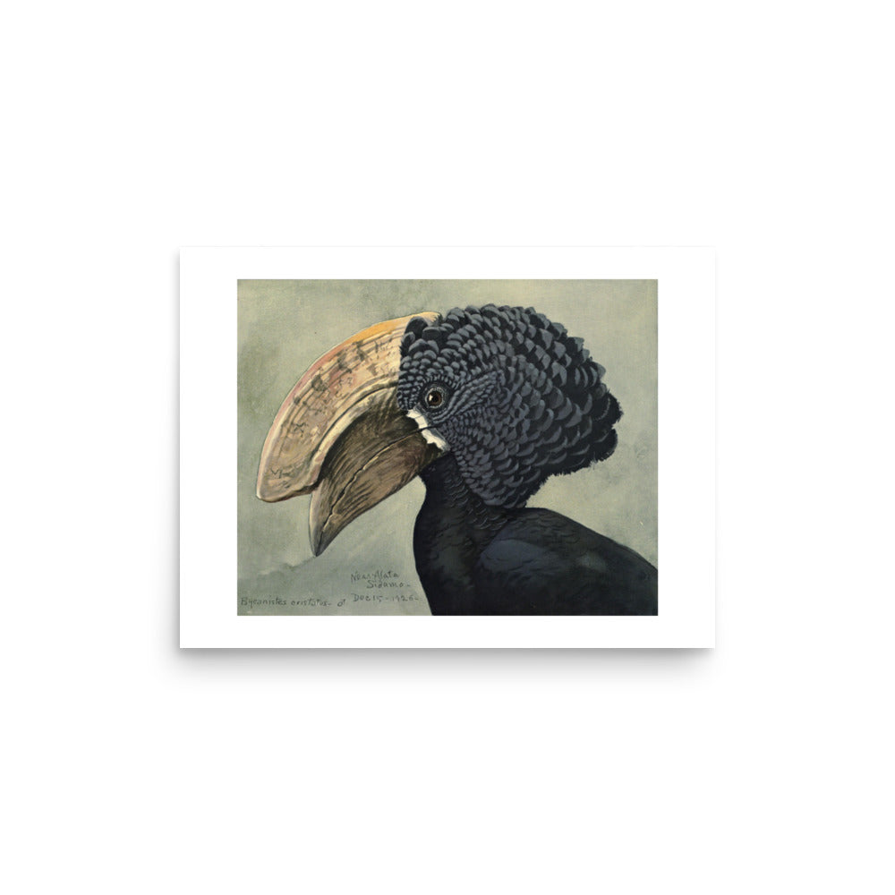 Crested Hornbill Poster by Louis Agassiz Fuertes