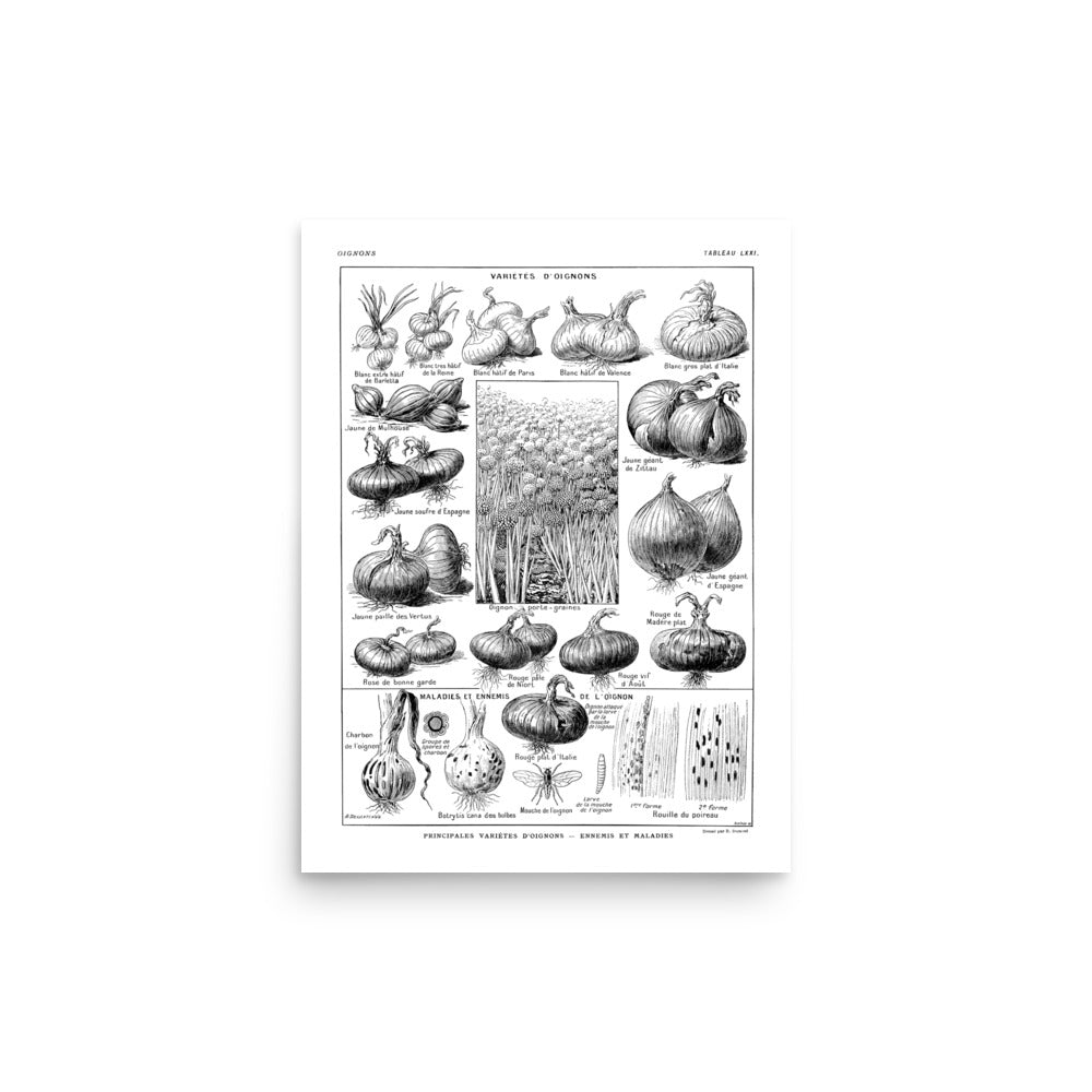 Grande Affiche Botanique d'Oignons