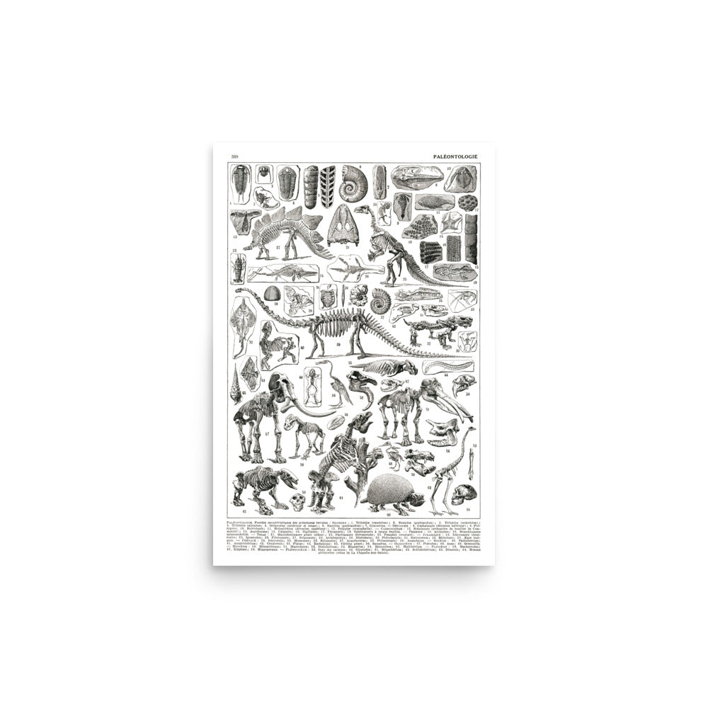 Large Paleontology Poster - Prehistory / Dinosaurs