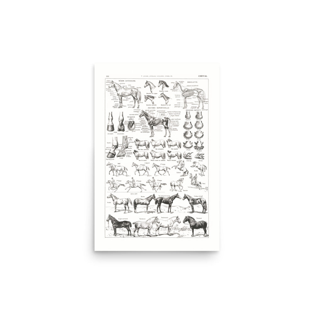 Large Horse Poster- Pure White Background
