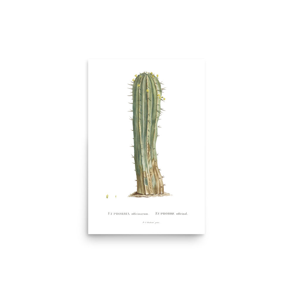 Euphorbia Officinarum Succulent Botanical Poster by Redouté