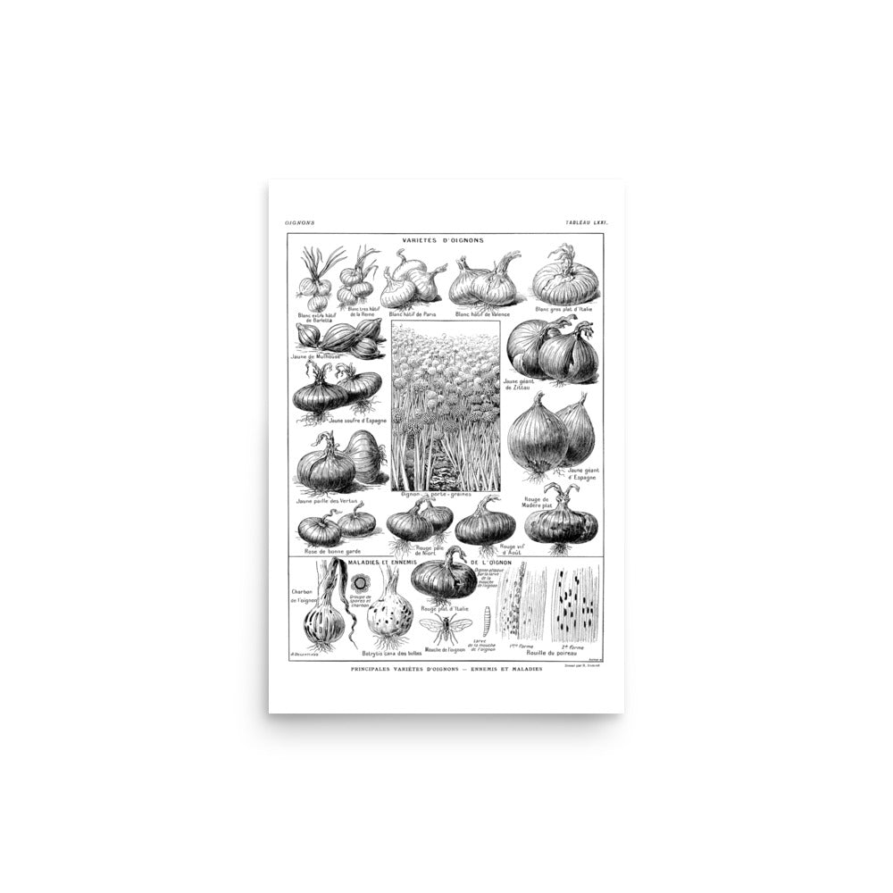 Grande Affiche Botanique d'Oignons