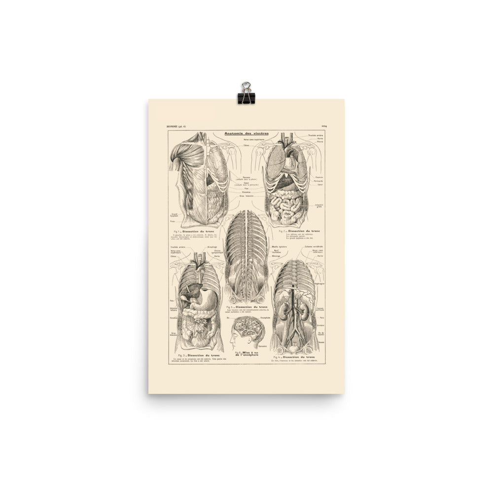 Medical anatomy poster - Viscera / torso