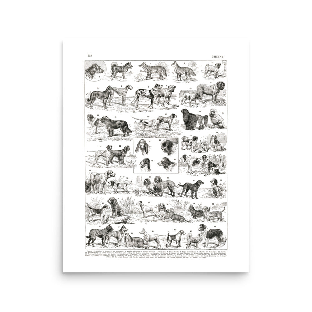 Black and white dog breeds chart