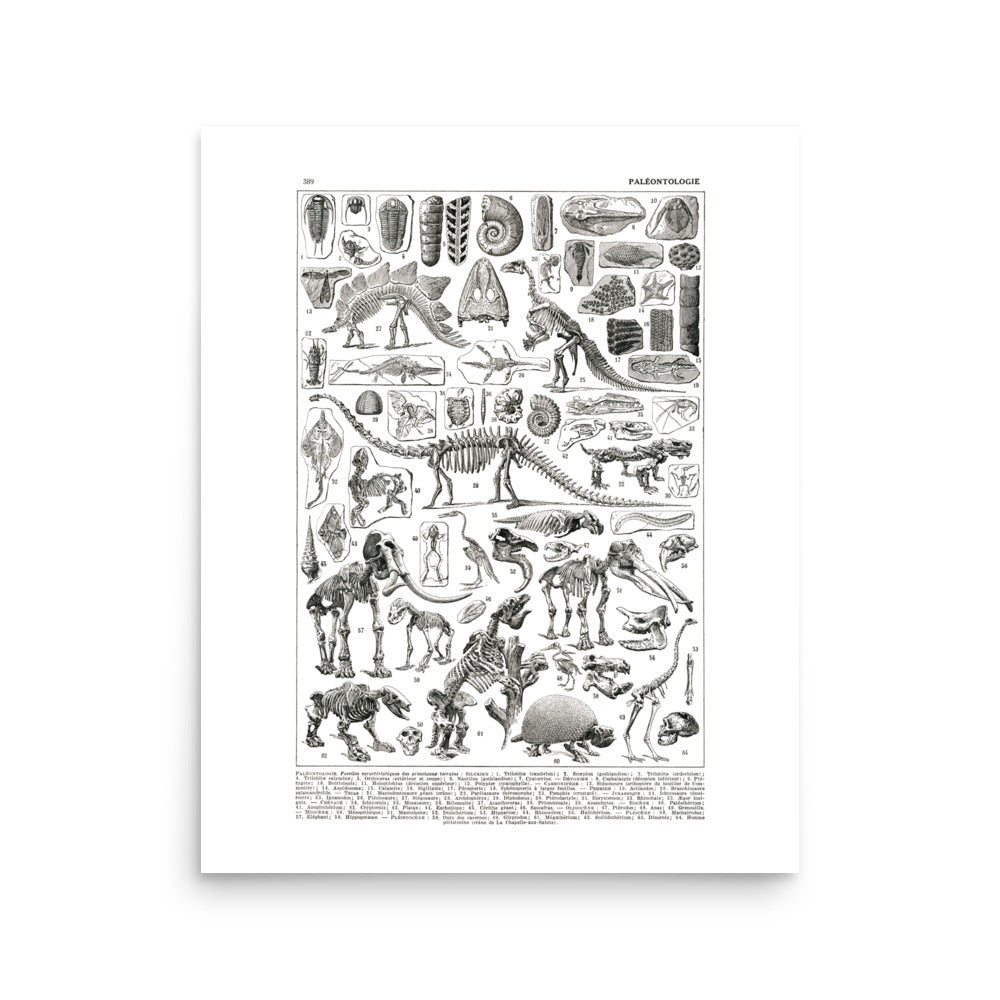 Large Paleontology Poster - Prehistory / Dinosaurs