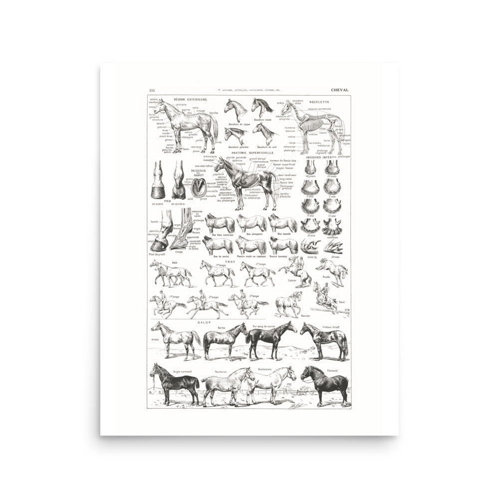 Large Horse Poster- Pure White Background