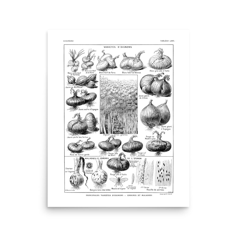 Grande Affiche Botanique d'Oignons