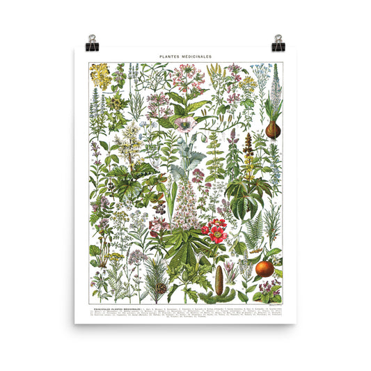 Large medicinal plants botanical poster G to Z by Adolphe Millot