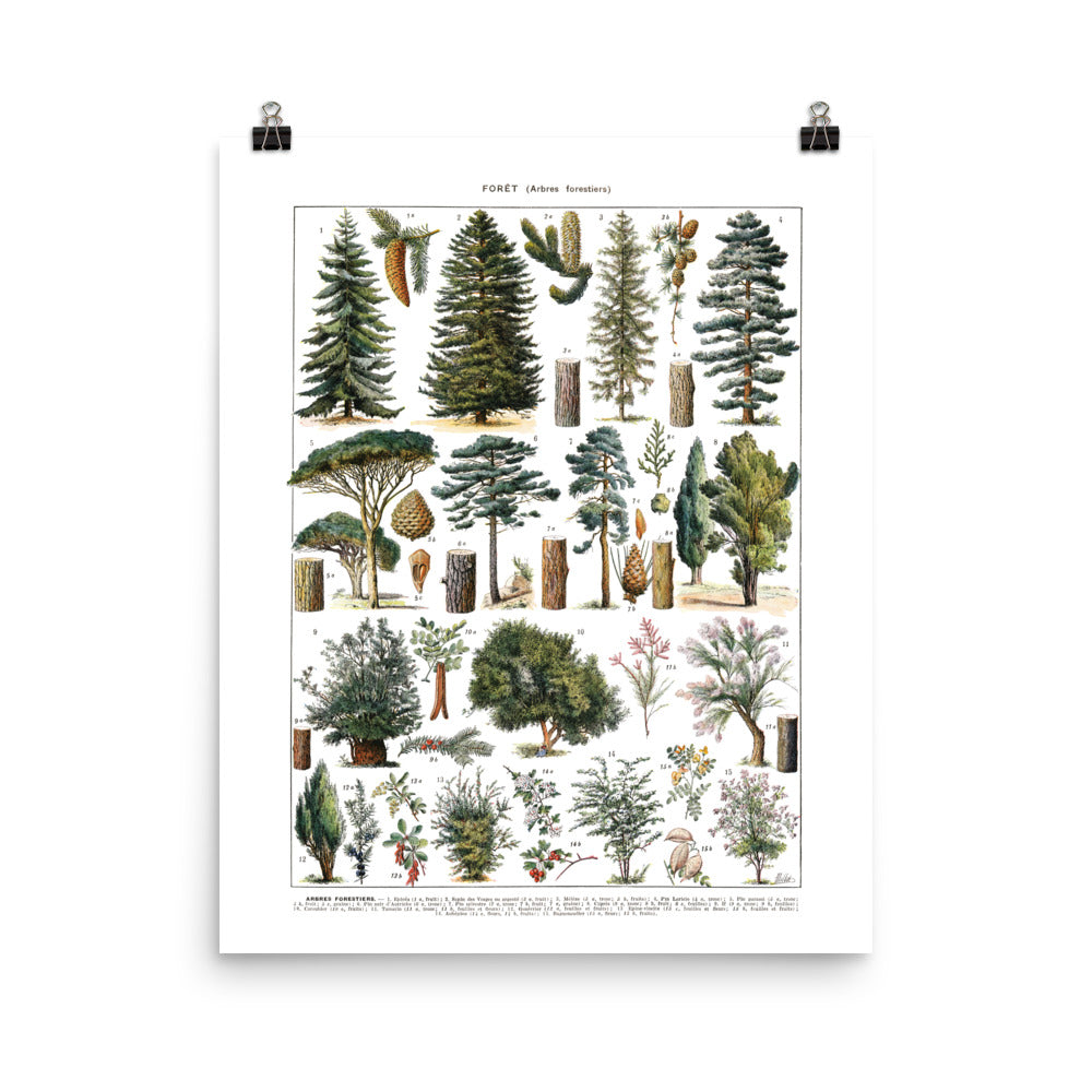 Large forest trees botanical poster. Pines & wild shrubs by Adolphe Millot