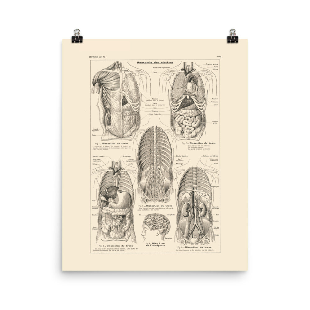 Medical anatomy poster - Viscera / torso