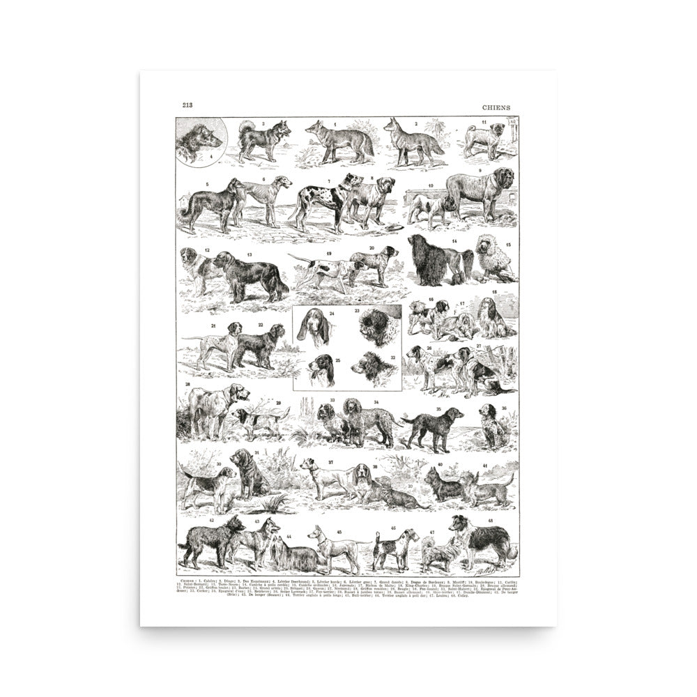 Black and white dog breeds chart