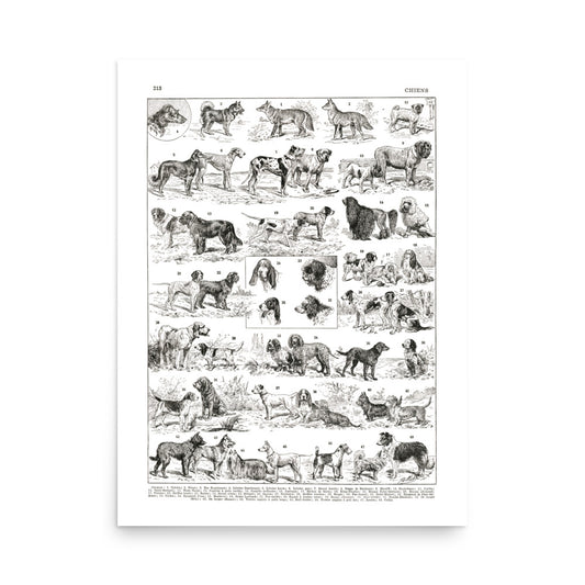 Black and white dog breeds chart