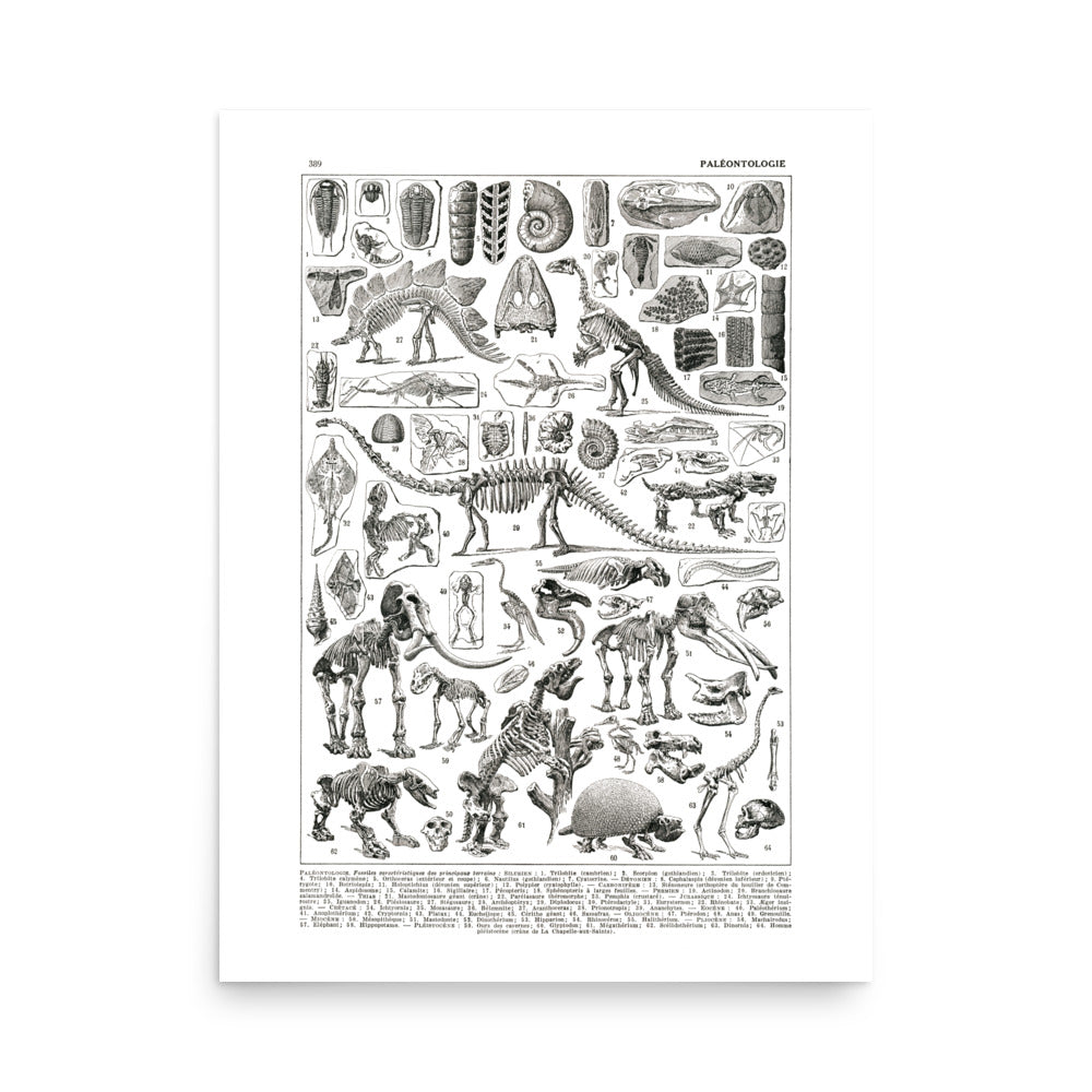 Large Paleontology Poster - Prehistory / Dinosaurs
