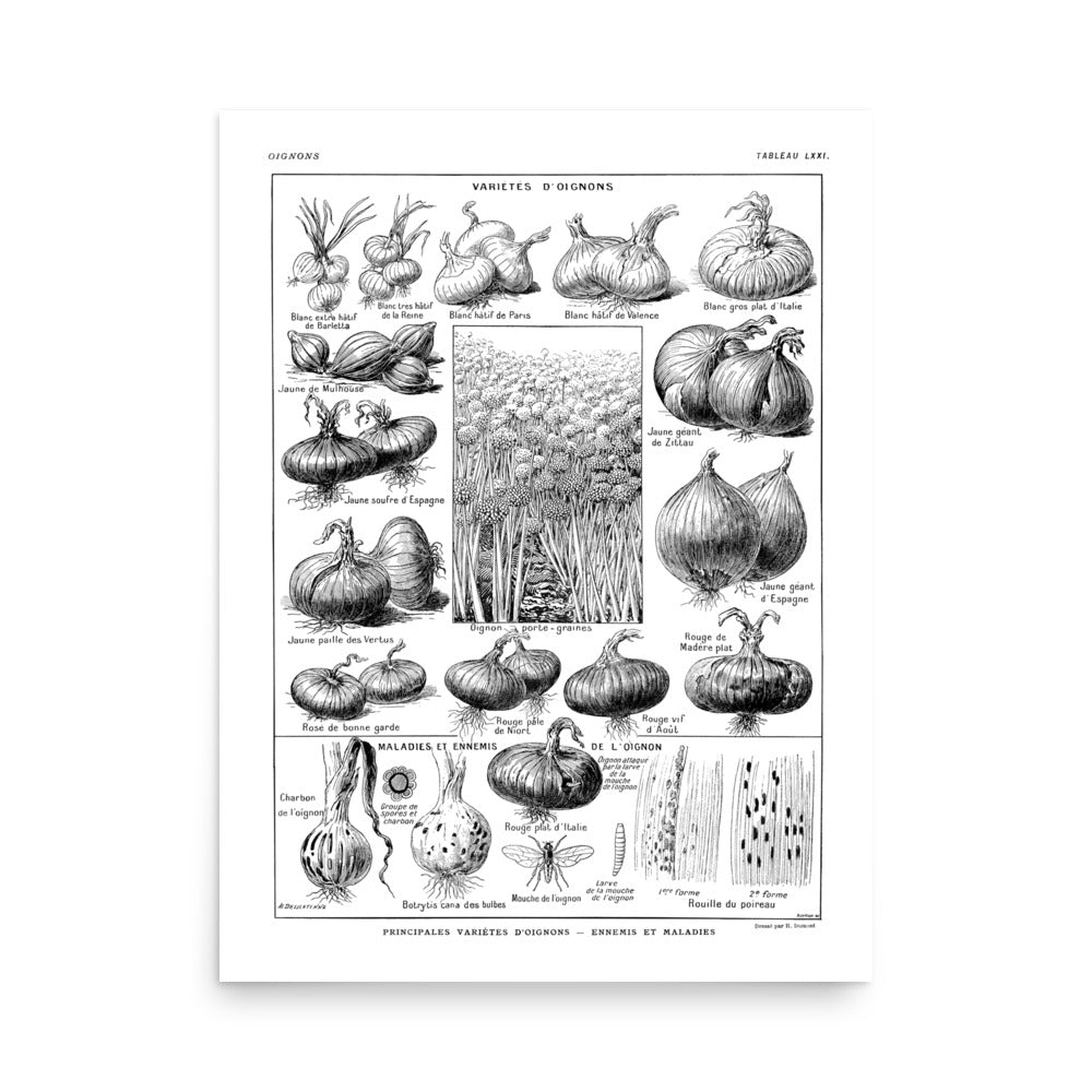 Grande Affiche Botanique d'Oignons