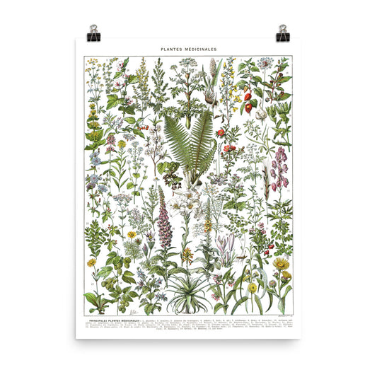 Large medicinal plants botanical poster A to F by Adolphe Millot